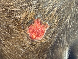 IMG_6246.jpeg (4.47 MiB) 563 mal betrachtet Danach... also den gelben Punkten nach zu urteilen ist hier schon noch Tumorgewebe oder?