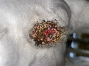 IMG_7645.jpeg (2.69 MiB) 601 mal betrachtet Sonntag, 09.03. Wow, ich war kurz happy, habe aber kritisch die leicht gelben Stellen rund um das Pinke beäugt