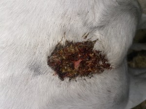 IMG_7661.jpeg (3.66 MiB) 601 mal betrachtet So habe ich es heute, 11.03. Vorgefunden