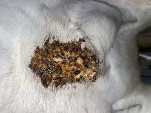 IMG_7666.jpeg (2.75 MiB) 601 mal betrachtet Dann mach dem Schmieren heute: reagiert krass unter 1:1