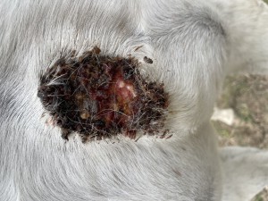 IMG_7680.jpeg