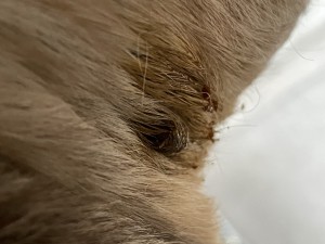 IMG_8094.jpeg