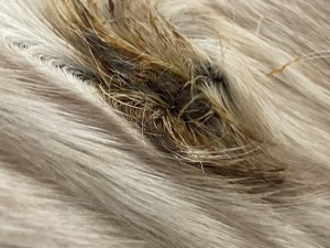 IMG_8093.jpeg