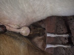 Sakoid Po Falte (unbehandelt)