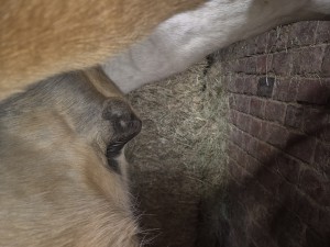 Sakoid linke Seite Schlauchtasche (unbehandelt)