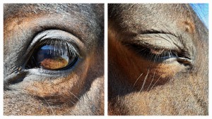 Vergleichsbild Allergiker-Auge