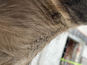 IMG_8111.jpeg