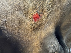 IMG_6426.jpeg (4.71 MiB) 822 mal betrachtet Es waren ein paar Haare daran geklebt, die habe ich vorher weggemacht, ging ganz leicht, aber trotzdem ist es direkt sehr blutig/nass
