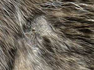 IMG_1364.jpeg