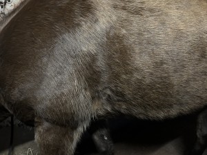 IMG_1365.jpeg