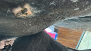 B0642E81-455E-4DAF-B36E-0DDE2967670B.jpeg