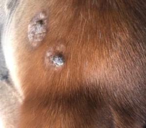 Sarkoid-linker Innenschenkel-2025-03-18.jpg