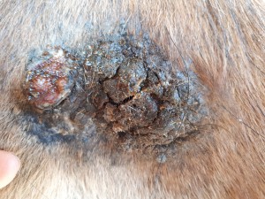 20190330_084026.jpg (5.91 MiB) 3319 mal betrachtet 30. März nach dem schmieren