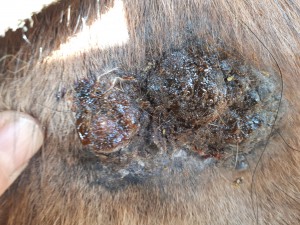 20190331_092851.jpg (5.24 MiB) 3312 mal betrachtet 31. März kurz nach dem schmieren mit CompeX pur