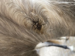 IMG_8184.jpeg
