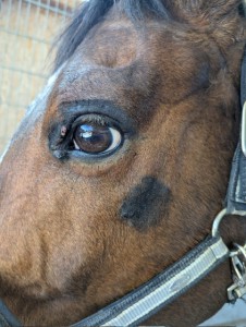 04.03.25.JPG (118.26 KiB) 1488 mal betrachtet Auge und Backe 03.04.
