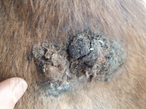 20190401_090402.jpg (3.78 MiB) 3304 mal betrachtet 1.April