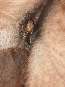 31.3. - hier ist außenrum schon eine Veränderung zu erkennen