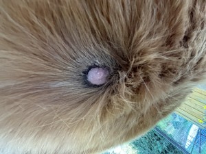 IMG_0986.jpeg
