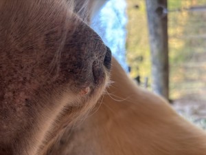 IMG_0981.jpeg