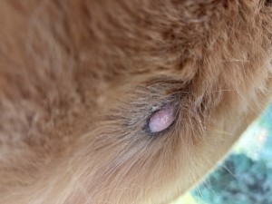 IMG_0982.jpeg