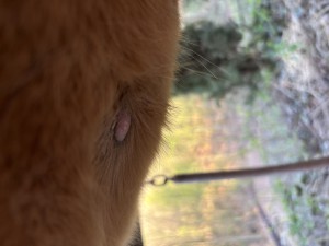 IMG_0984.jpeg