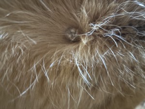 IMG_0636.jpeg