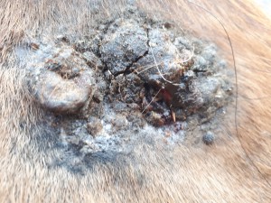 20190402_082043.jpg (4.95 MiB) 3297 mal betrachtet 2. April kurz nach dem schmieren