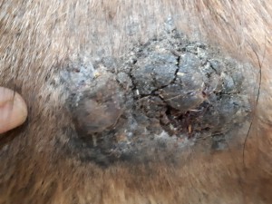 20190402_074705.jpg (4.58 MiB) 3297 mal betrachtet 2. April vor dem schmieren