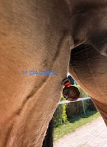 Sarkoid-3,5 Wochen nach Abbinden-2025-04-11.jpg