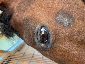 Auge 10.04.25