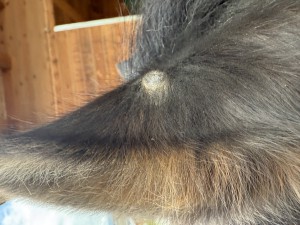 IMG_9997.jpeg