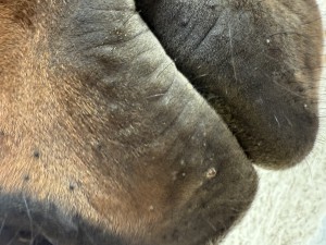 IMG_9999.jpeg
