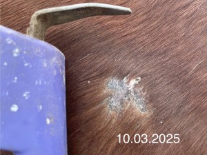 IMG_2935.jpeg