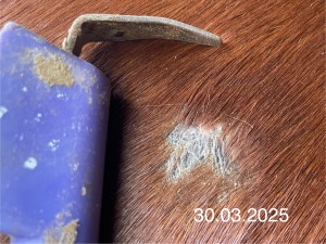 IMG_3091.jpeg