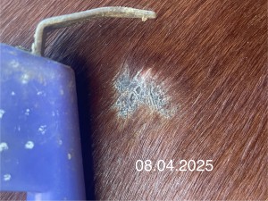 IMG_3170.jpeg