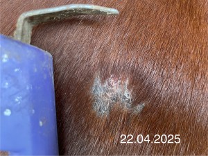 IMG_3397.jpeg