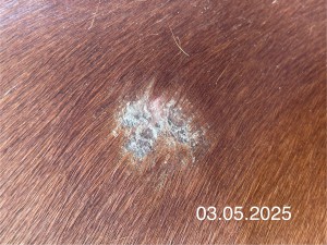 IMG_3538.jpeg