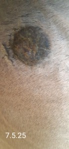 20250507_172850.jpg