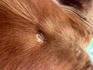 IMG_1930.jpeg (3.29 MiB) 717 mal betrachtet 06.05