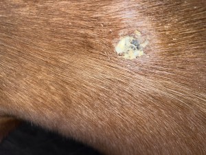 IMG_1991.jpeg (4.01 MiB) 726 mal betrachtet Zwischenstand 08.05