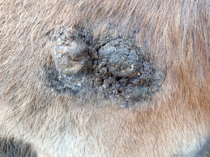 20190404_084833.jpg (6.38 MiB) 3290 mal betrachtet 4. April kurz nach dem schmieren