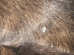 IMG_1938.jpeg (4.36 MiB) 723 mal betrachtet Stand 06.05 bei dem Warzenartigen