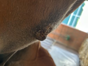 IMG_8350.jpeg