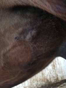 4. die kleine vordere und hinter unter der Haut liegende Stelle