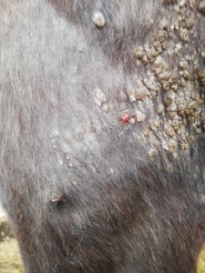 5. linkes Vorderbein die kleinen stellen geschmiert bei der unteren erkennt man das es sich geöffnet hat