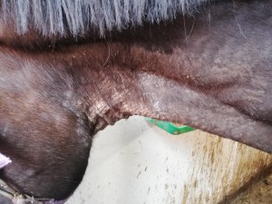Hals linke Seite mit Aloe Vera