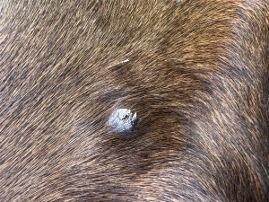 IMG_2230.jpeg