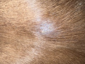 IMG_2246.jpeg