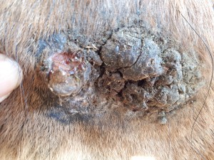 20190405_080445.jpg (5.81 MiB) 3282 mal betrachtet 5. April vor dem schmieren